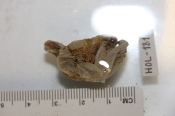 Media type: image;   Invertebrate Zoology HOL-1810 Description: Preserved specimen.;